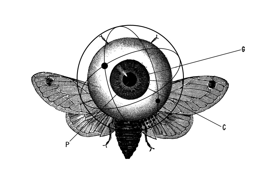 Big Brother — illustration by olex oleole